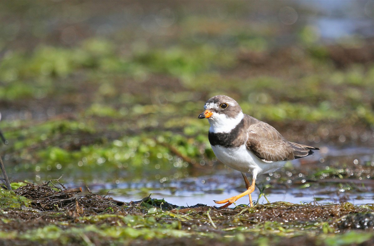 Semipalmated Plover - Mary Keleher