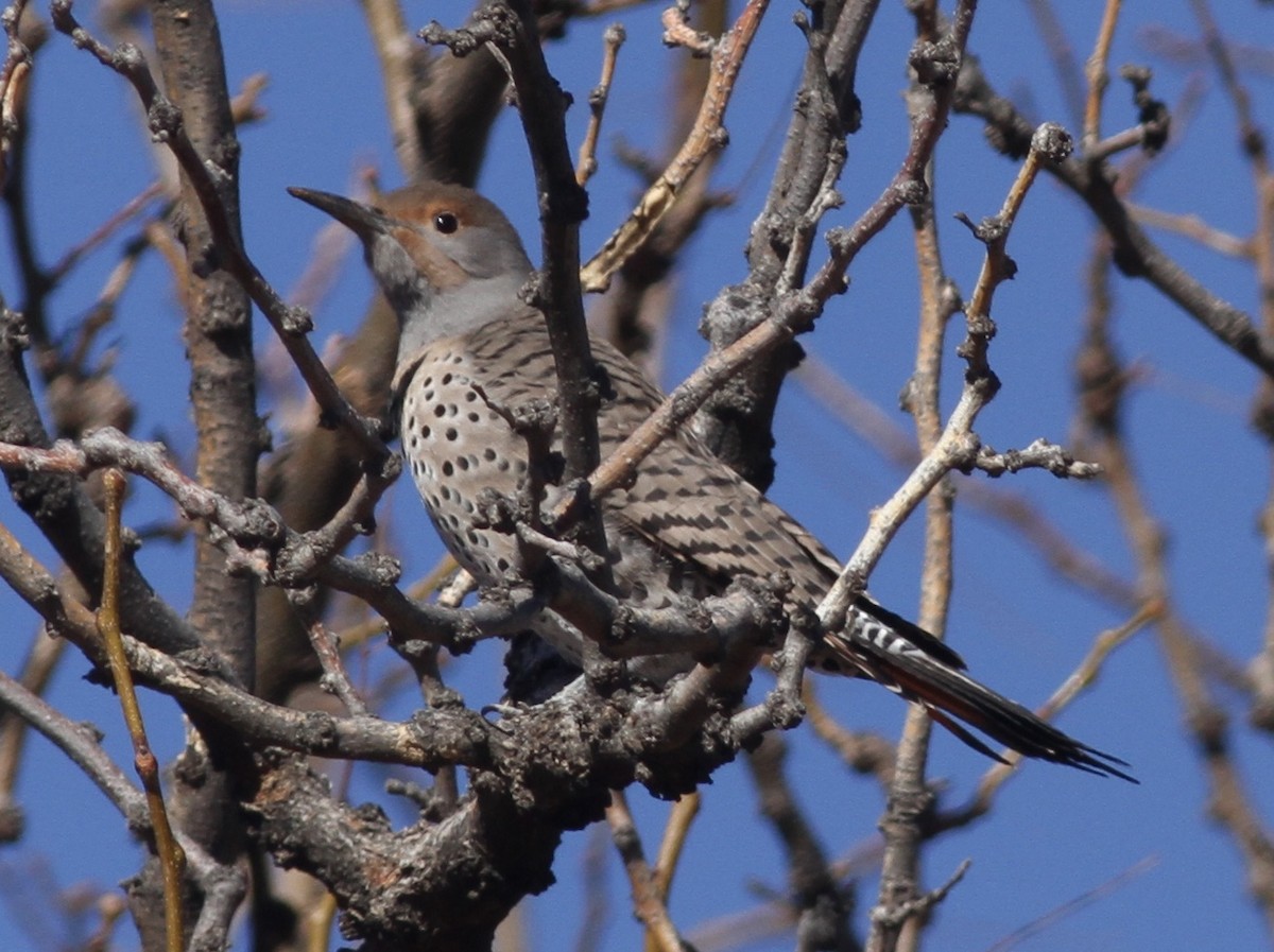 Northern Flicker (Red-shafted) - ML407052321