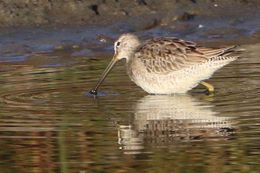 Long-billed Dowitcher - ML40705491