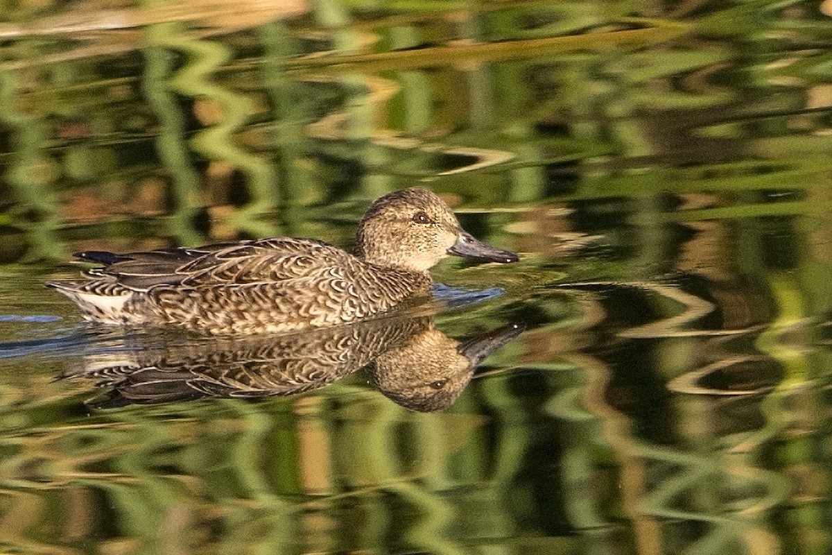 Green-winged Teal - ML40705851