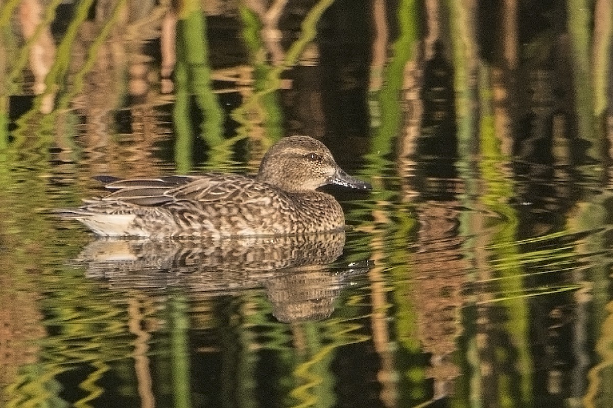 Green-winged Teal - ML40705861