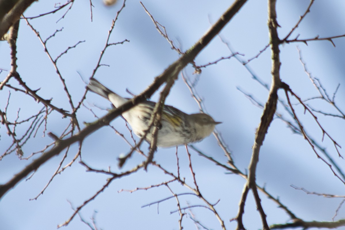 Yellow-rumped Warbler (Myrtle) - ML407059271