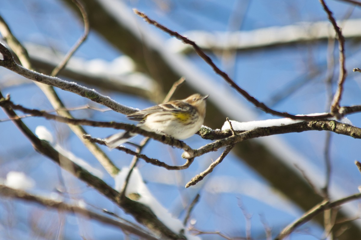 Yellow-rumped Warbler (Myrtle) - ML407059301