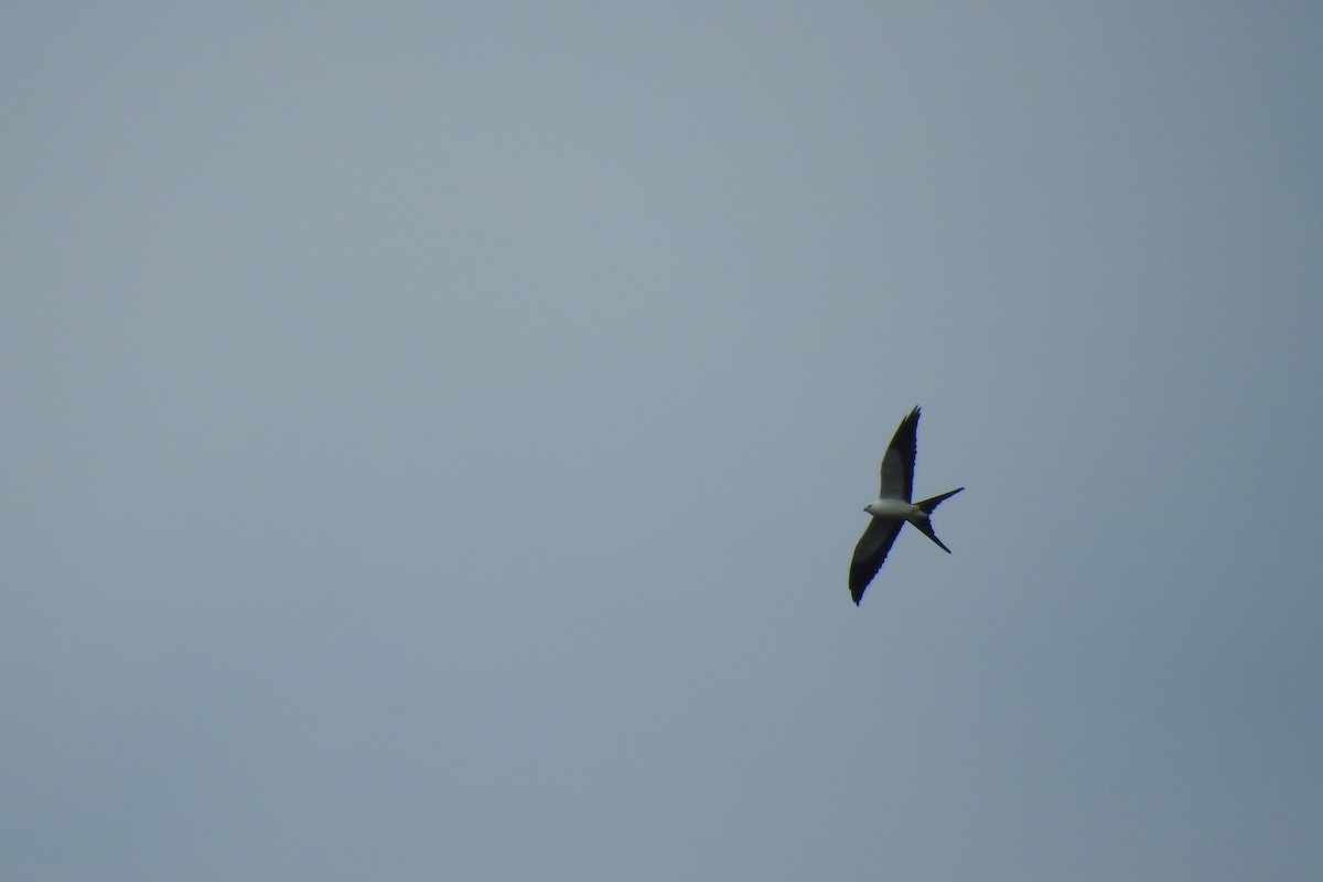 Swallow-tailed Kite - Dan Belter