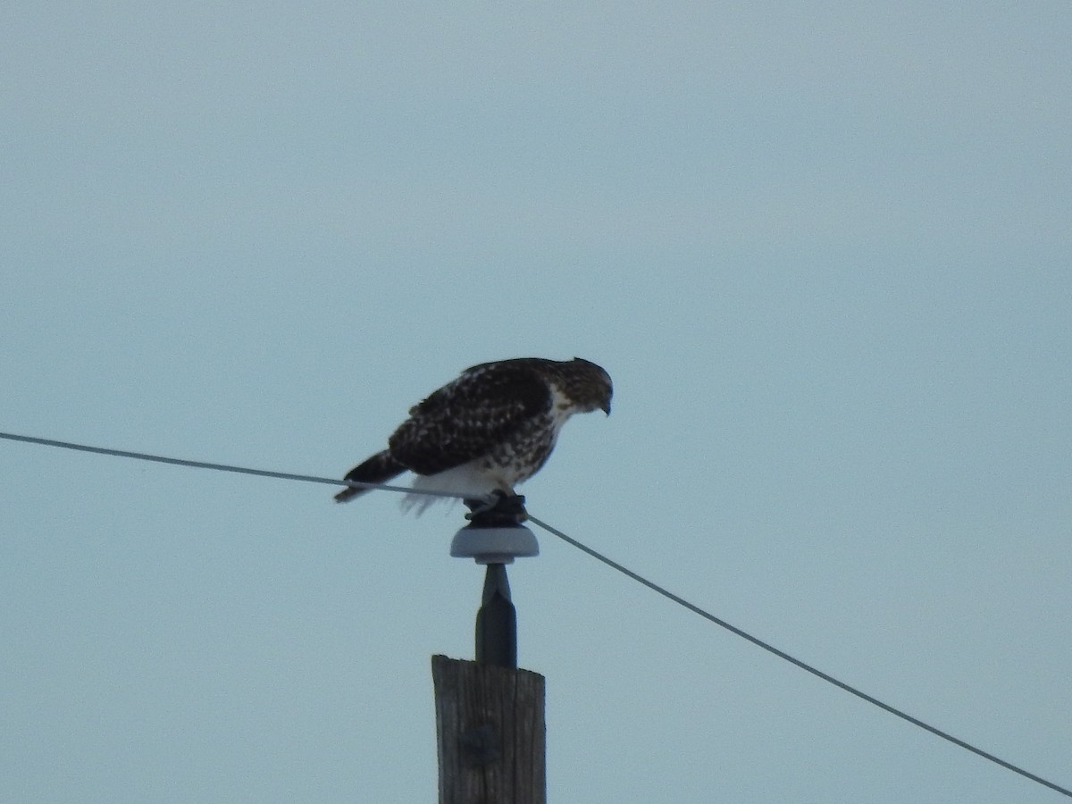Red-tailed Hawk (borealis) - ML407071671