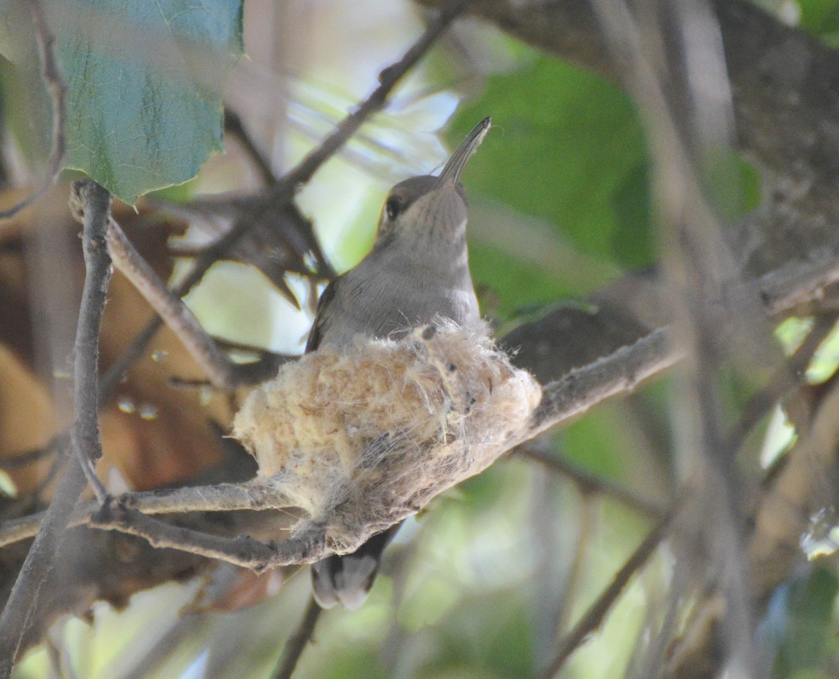 Black-chinned Hummingbird - ML40707171