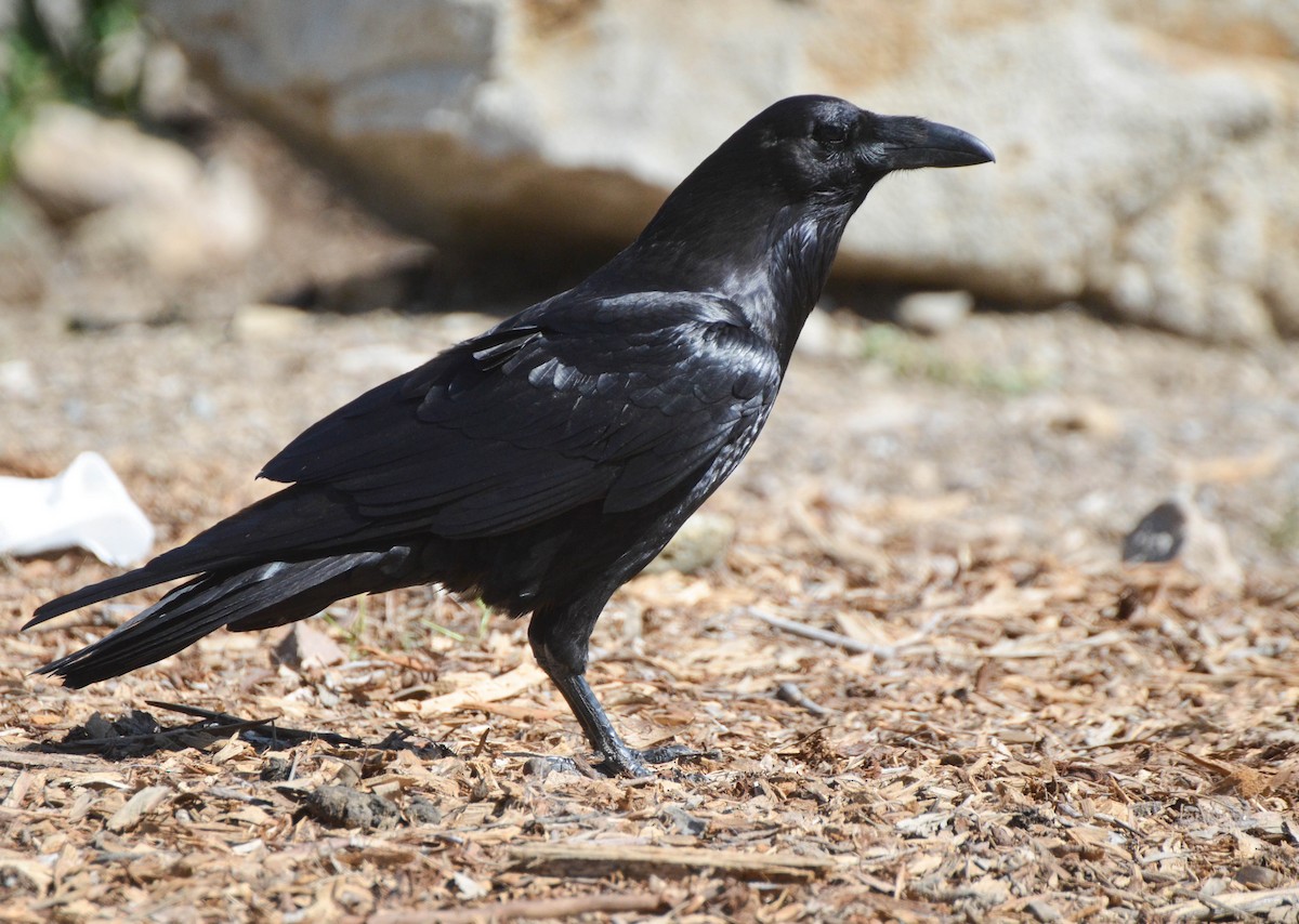 Common Raven - ML40707251