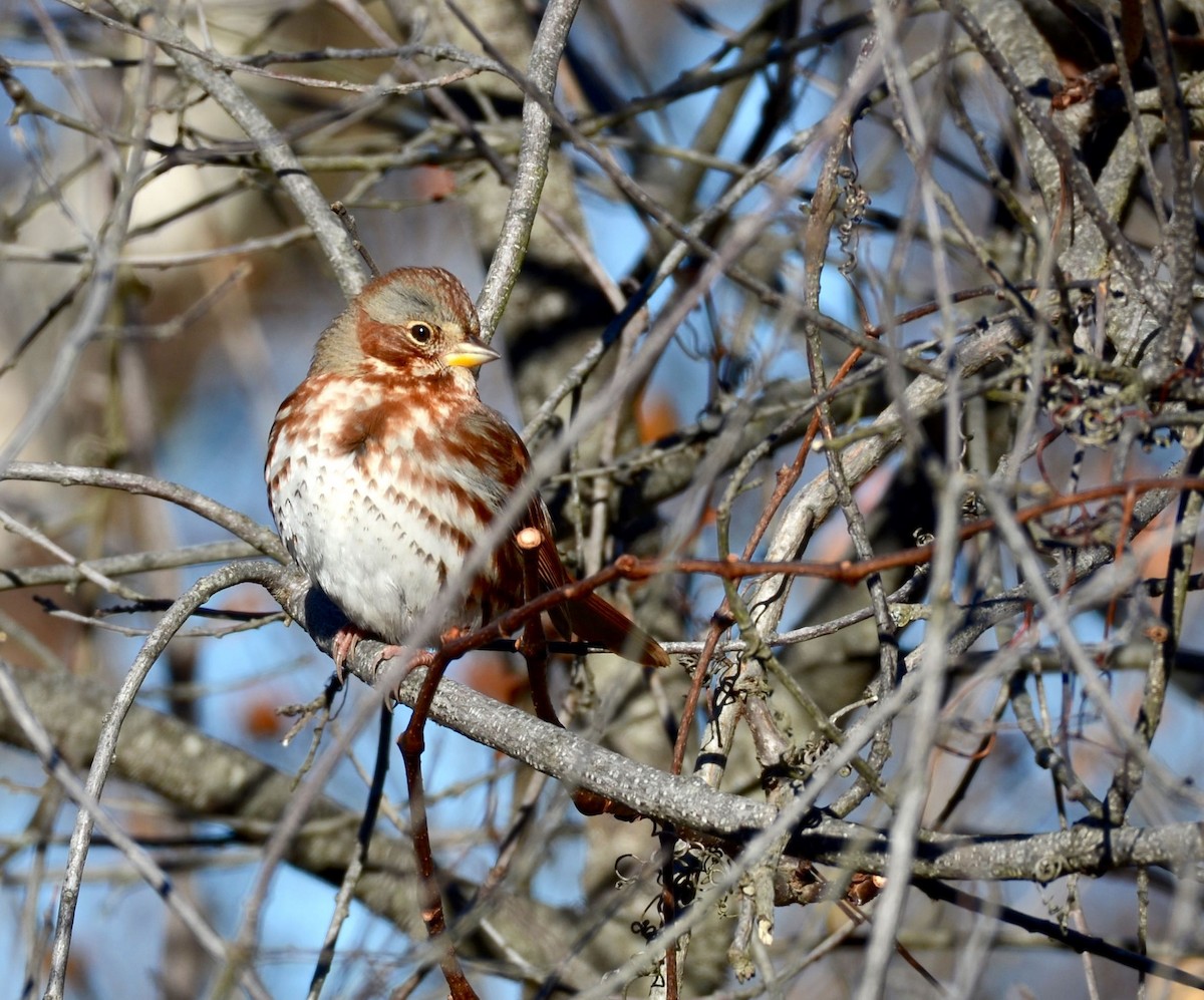 Fox Sparrow (Red) - Timothy Spahr