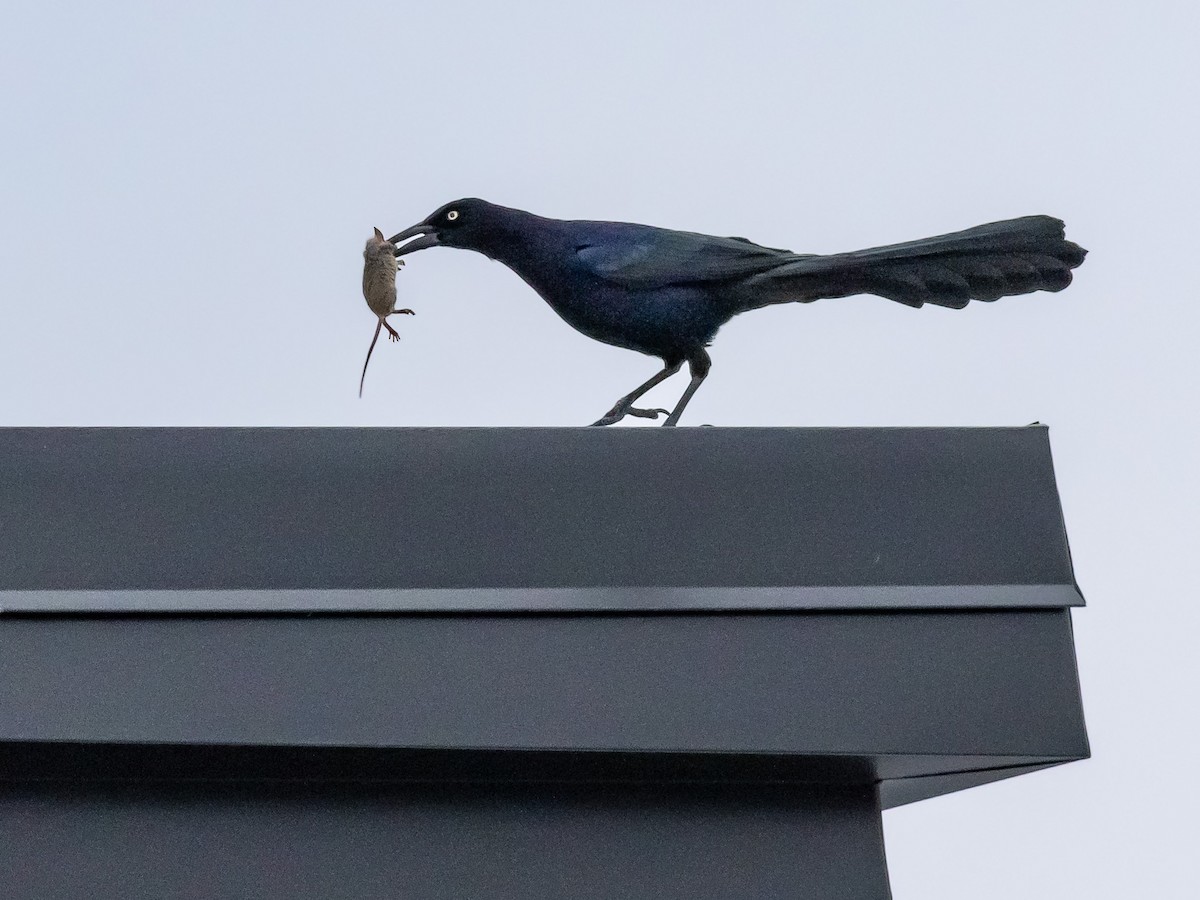 Great-tailed Grackle - ML407082581