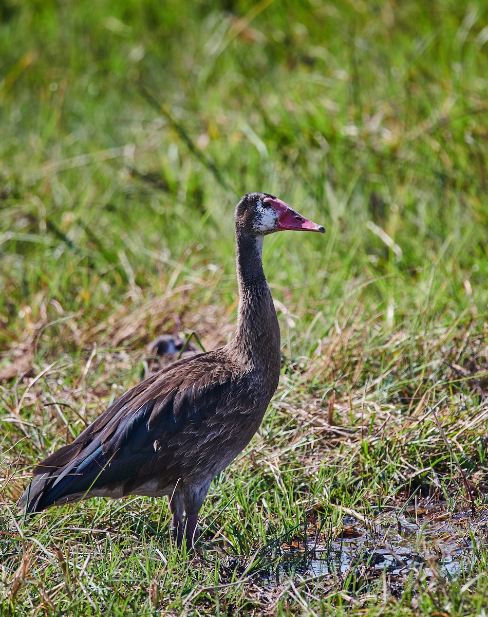 Spur-winged Goose - ML407090601
