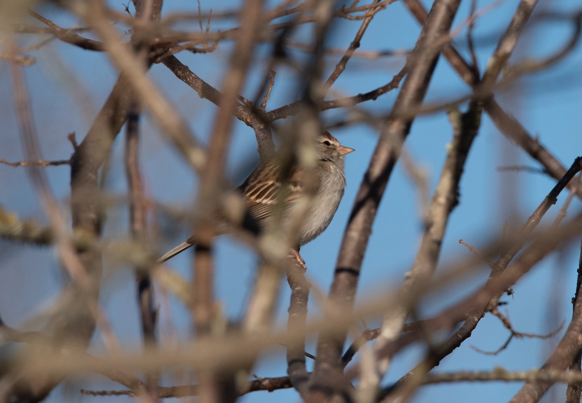 Chipping Sparrow - ML407092421