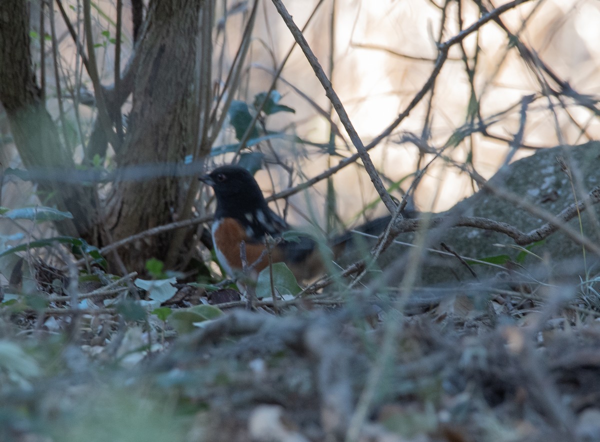 Spotted Towhee - ML407092521
