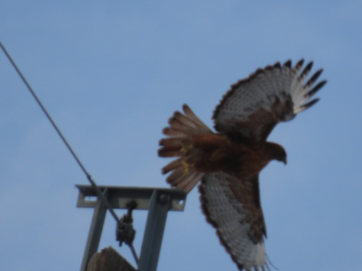 Red-tailed Hawk - ML407097161