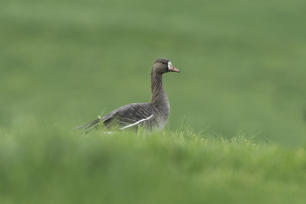 Greater White-fronted Goose - ML407097611