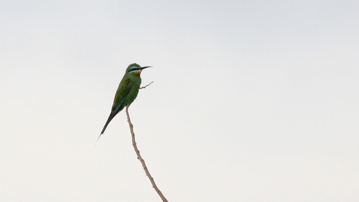 Blue-cheeked Bee-eater - Nate Swick