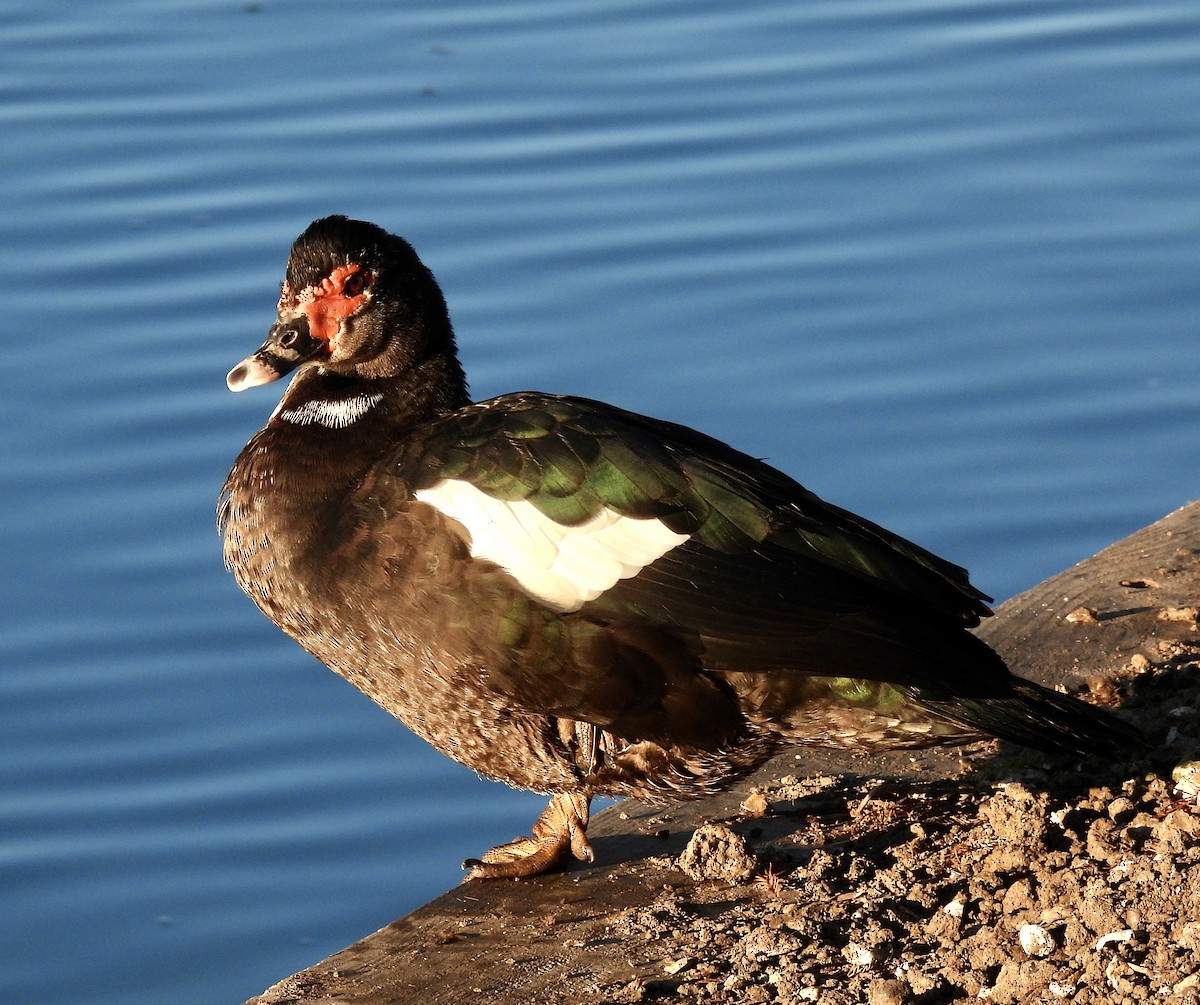 Muscovy Duck (Domestic type) - ML407108291