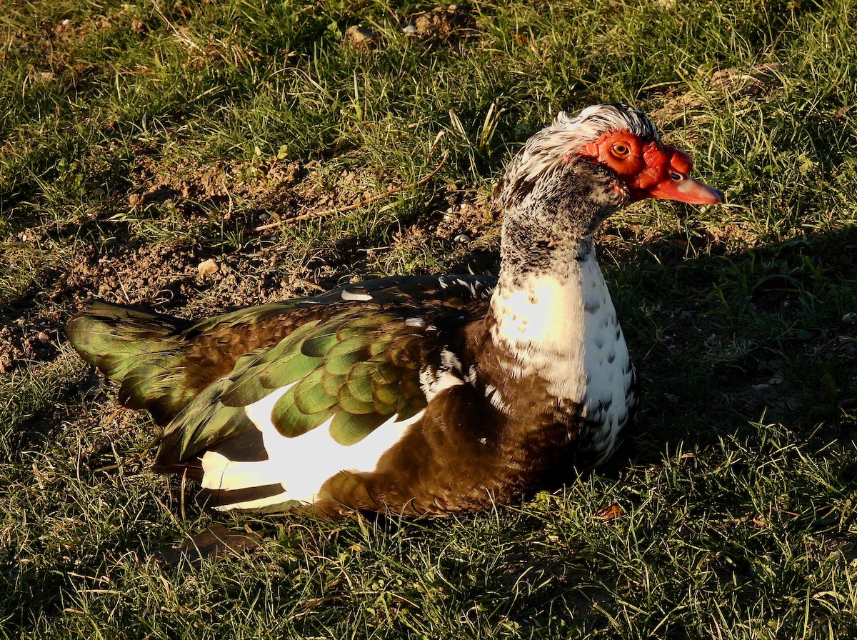 Muscovy Duck (Domestic type) - ML407108601