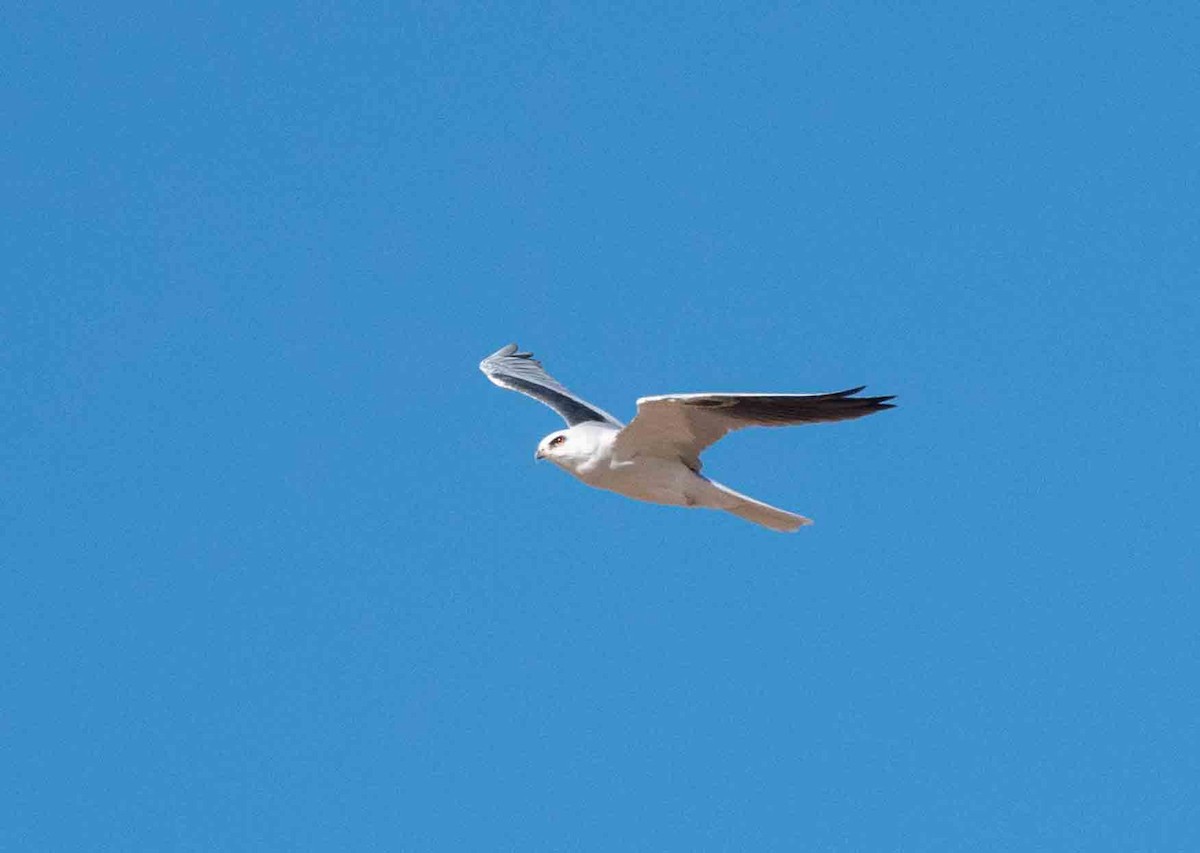 White-tailed Kite - ML407111141