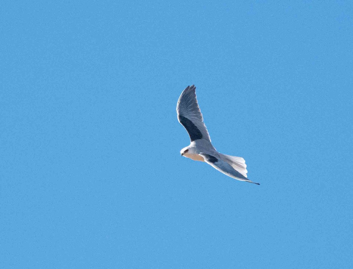 White-tailed Kite - ML407111151