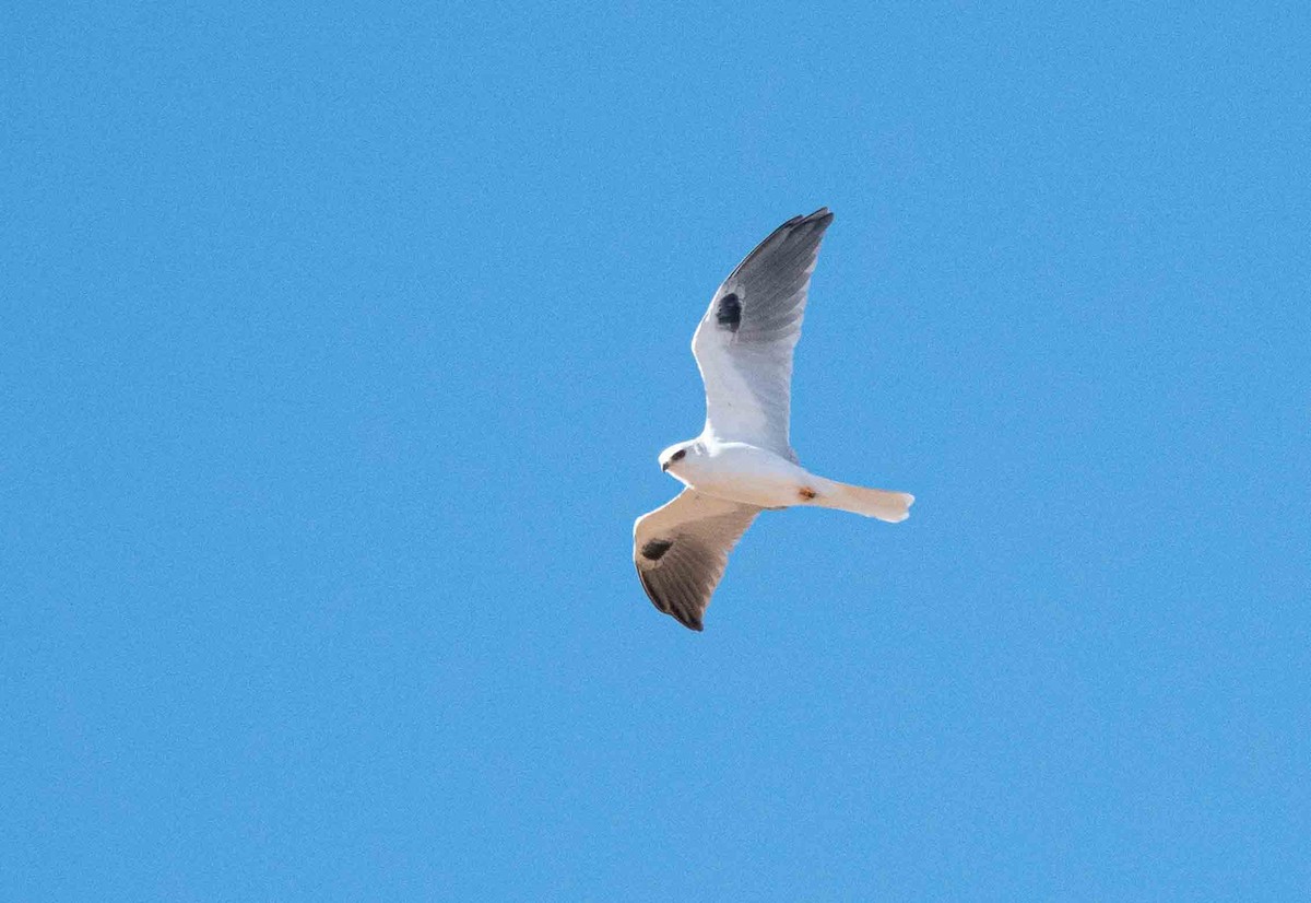 White-tailed Kite - ML407111161
