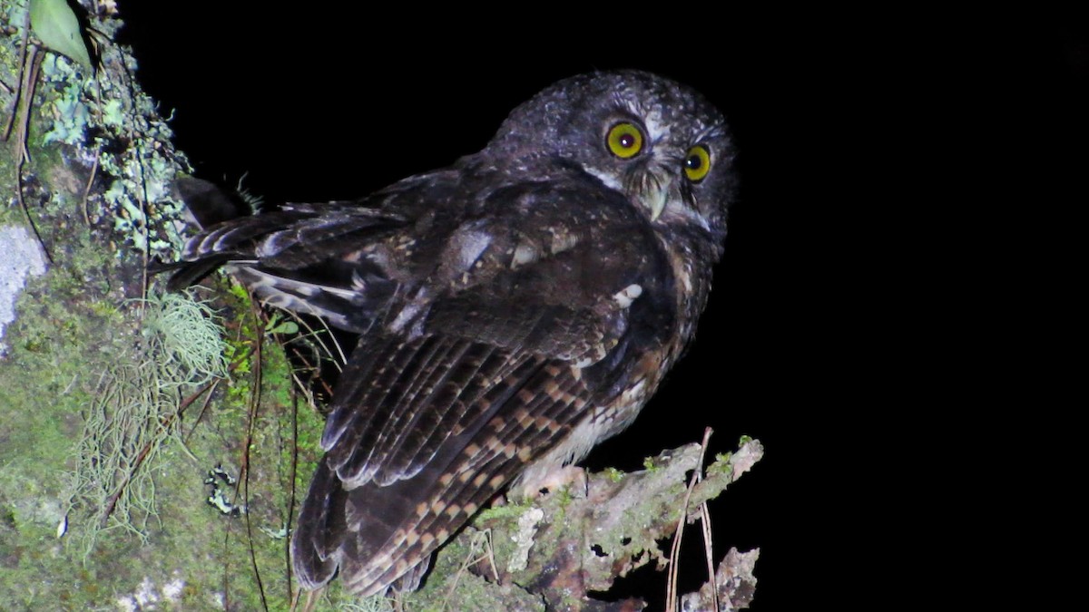 White-throated Screech-Owl - Carlos E. Delgado (JUMABITA)