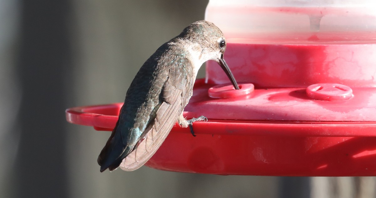 Black-chinned Hummingbird - ML407118921