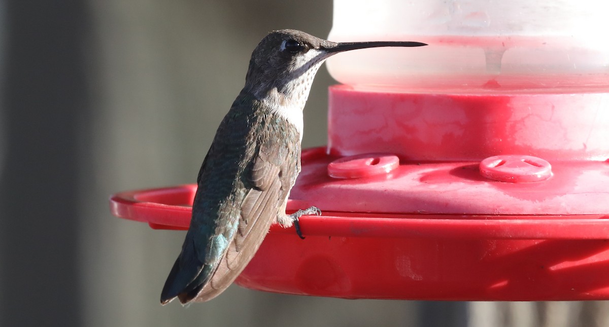 Black-chinned Hummingbird - Andrew Orgill