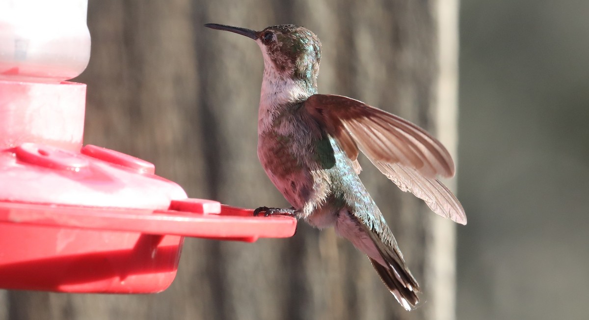 Black-chinned Hummingbird - ML407118941