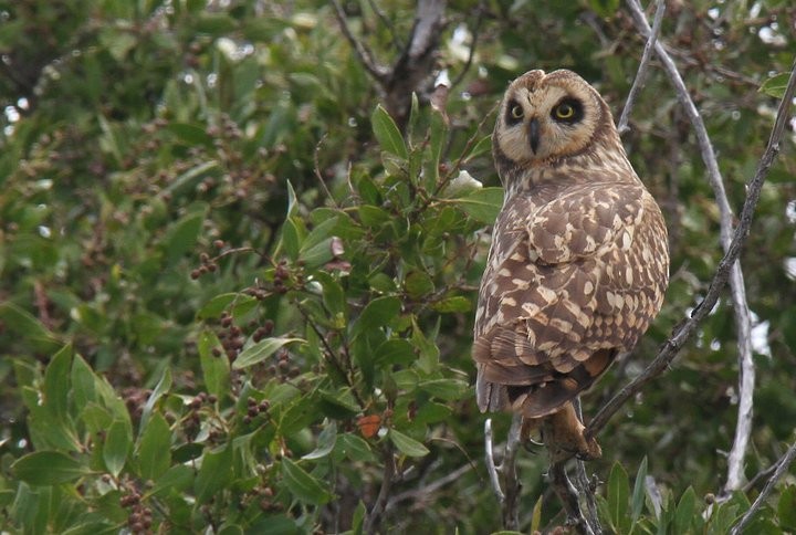 Short-eared Owl - ML40712021