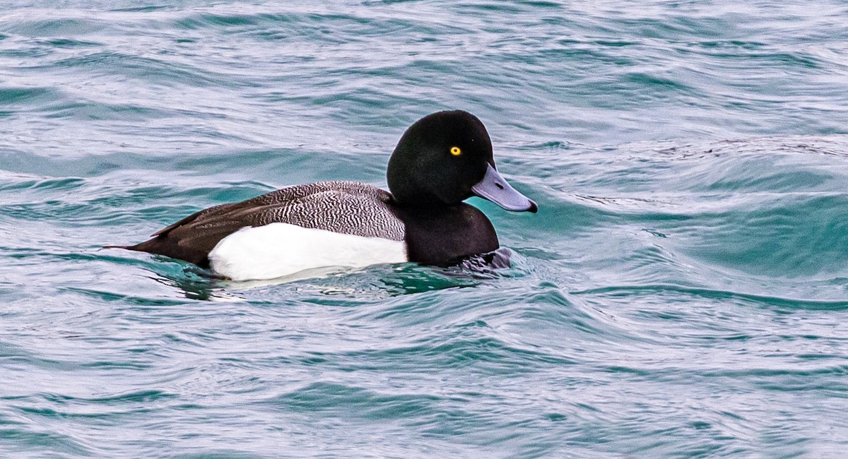 Greater Scaup - ML407122661