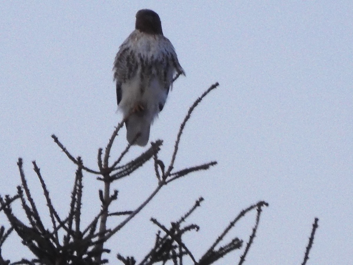 Red-tailed Hawk - ML407124881