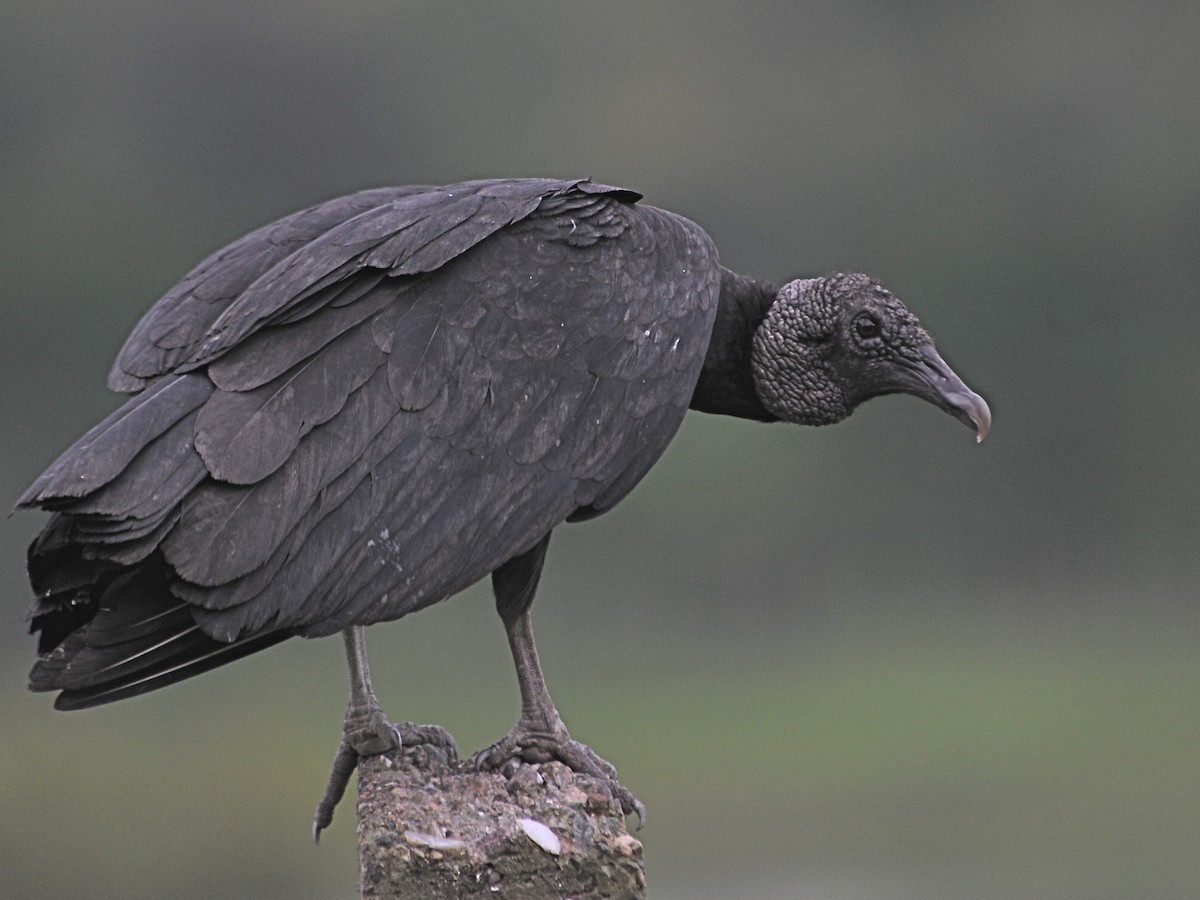 Black Vulture - ML40712891