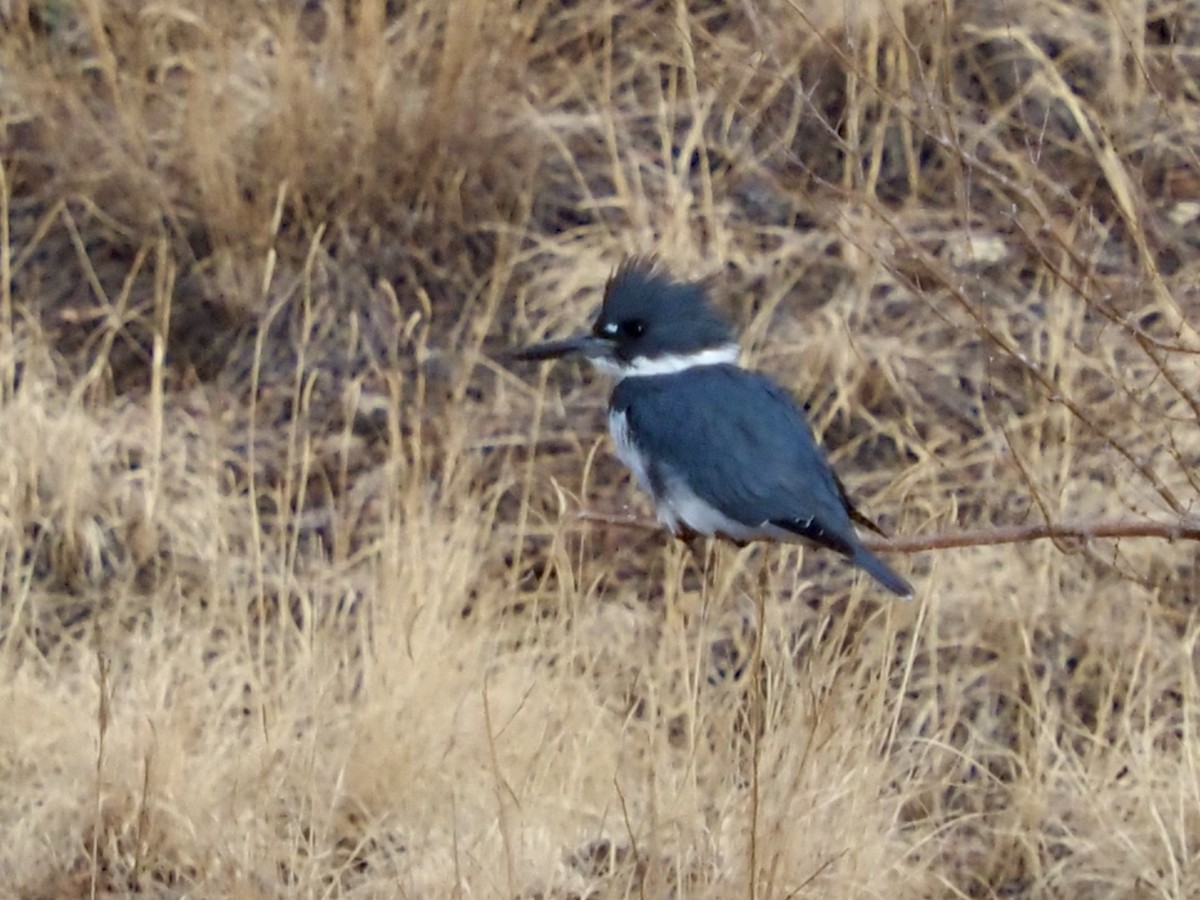Belted Kingfisher - ML407136041