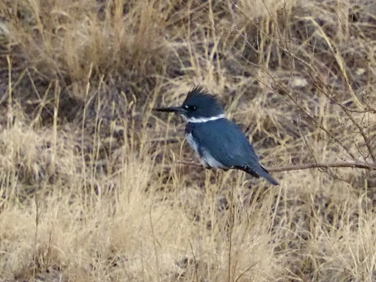 Belted Kingfisher - ML407136051