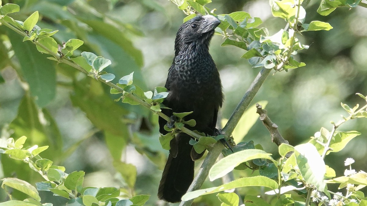 Groove-billed Ani - Quentin Brown