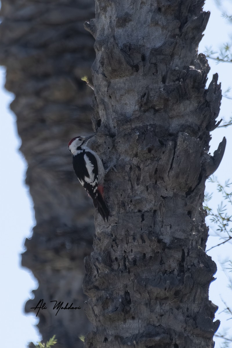 Sind Woodpecker - ML407160521