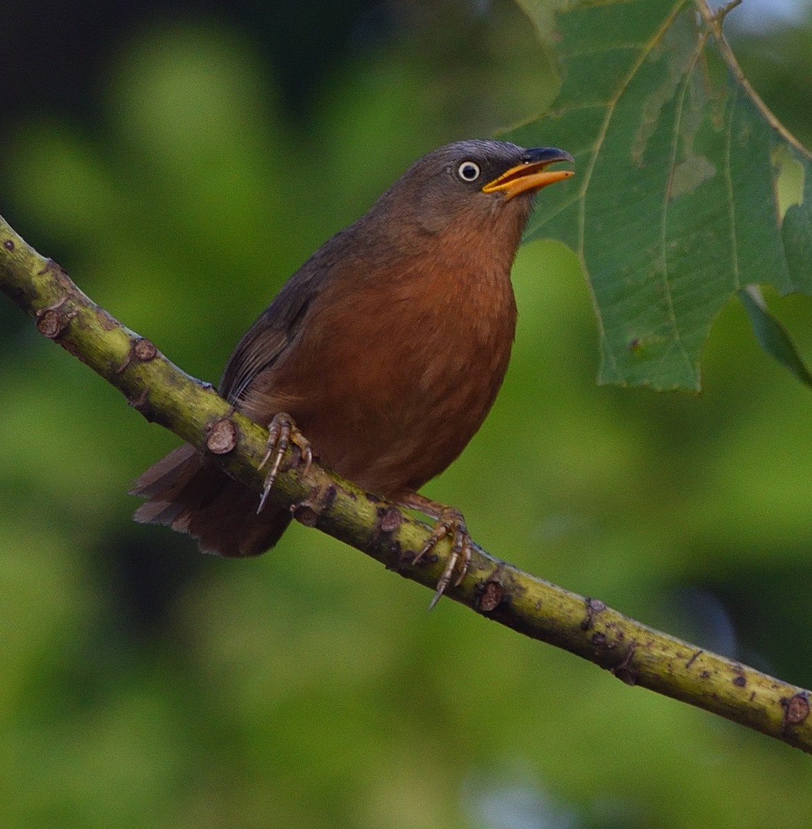 Rufous Babbler - ML407160561