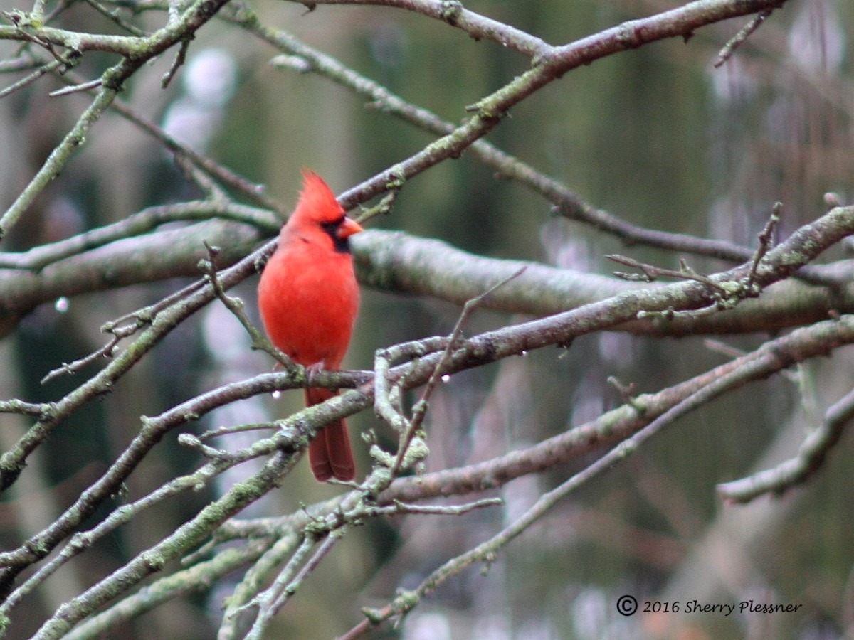 Northern Cardinal - Sherry Plessner