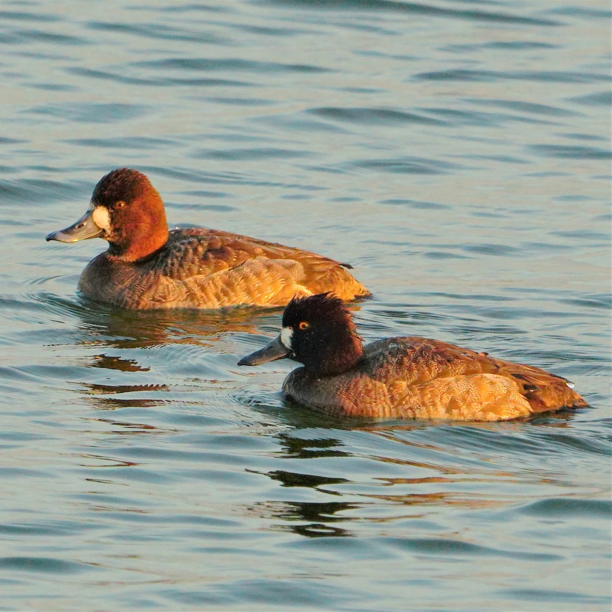 Greater Scaup - ML407173531