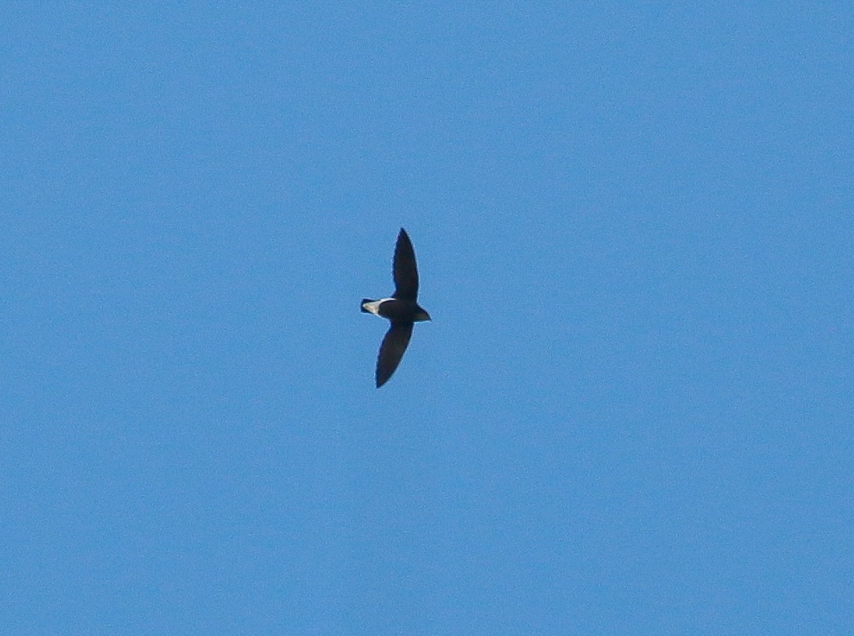 Silver-backed Needletail - Neoh Hor Kee
