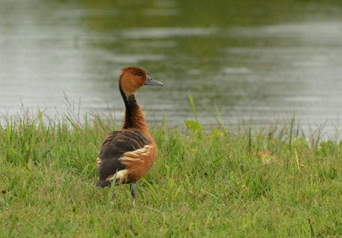 Fulvous Whistling-Duck - ML407177651