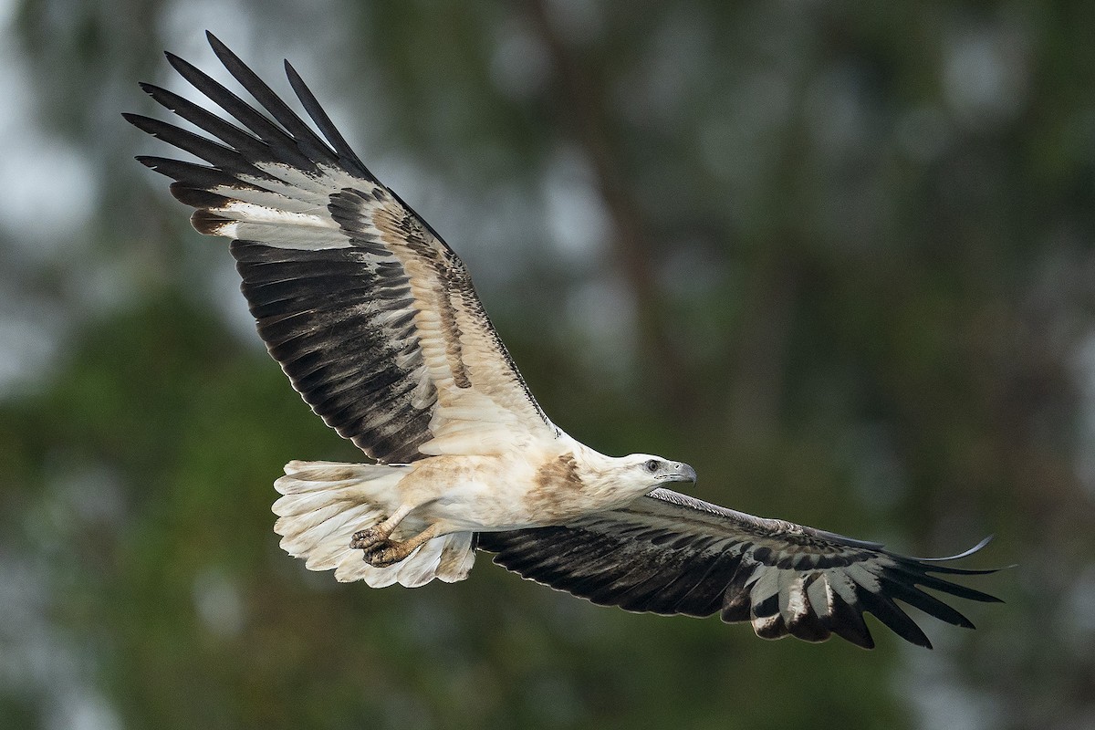 White-bellied Sea-Eagle - Decha Kiatlatchanon