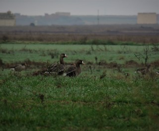 Greater White-fronted Goose, ML407181531