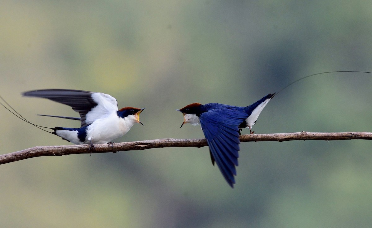 Wire-tailed Swallow - ML407184641