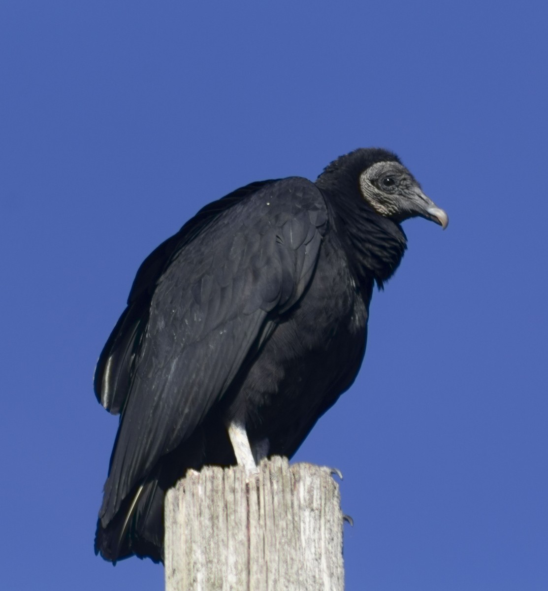 Black Vulture - Jeremy Santos