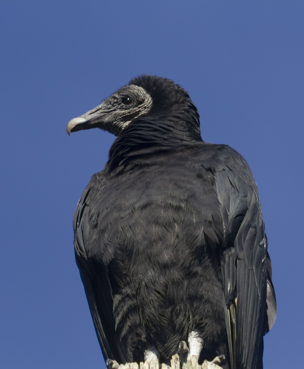 Black Vulture - ML407188921