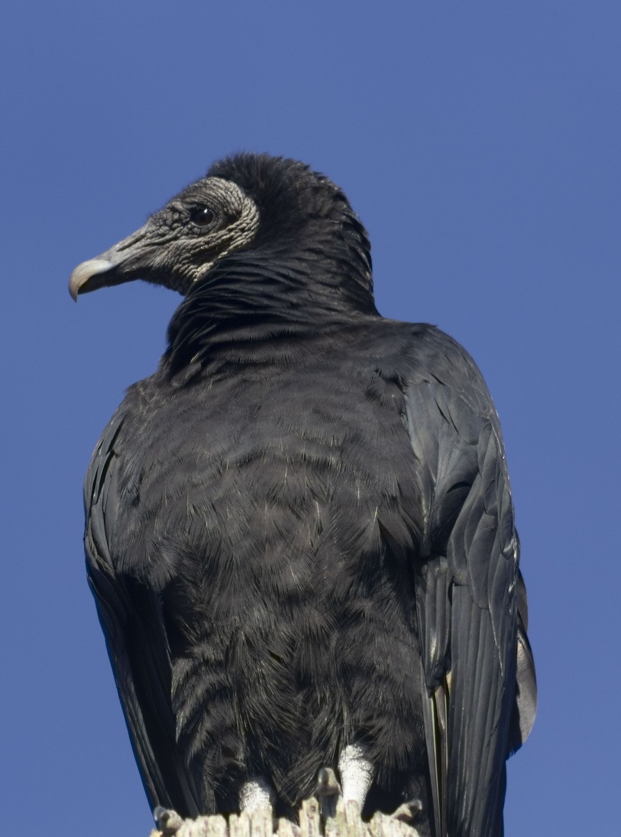 Black Vulture - ML407188941