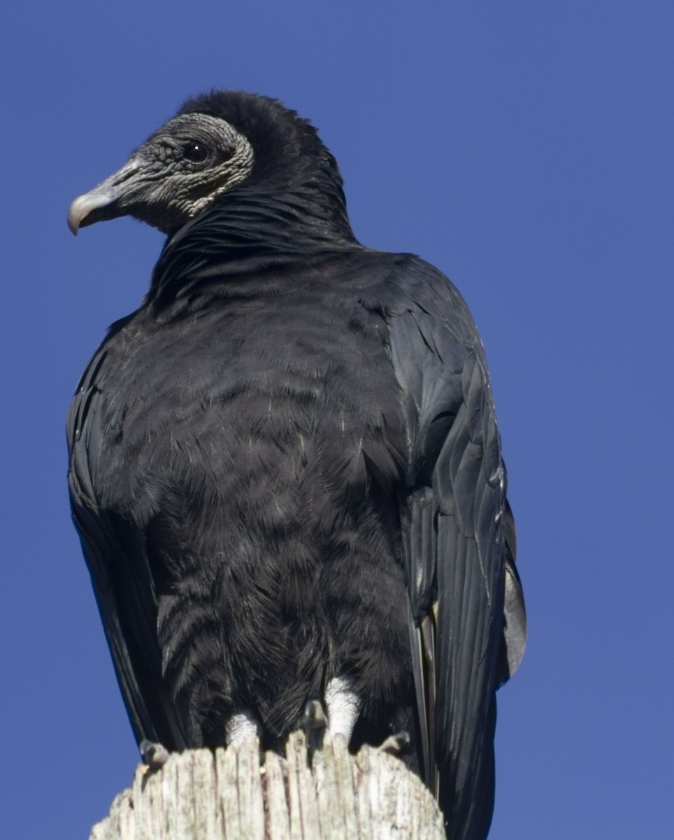 Black Vulture - ML407188951