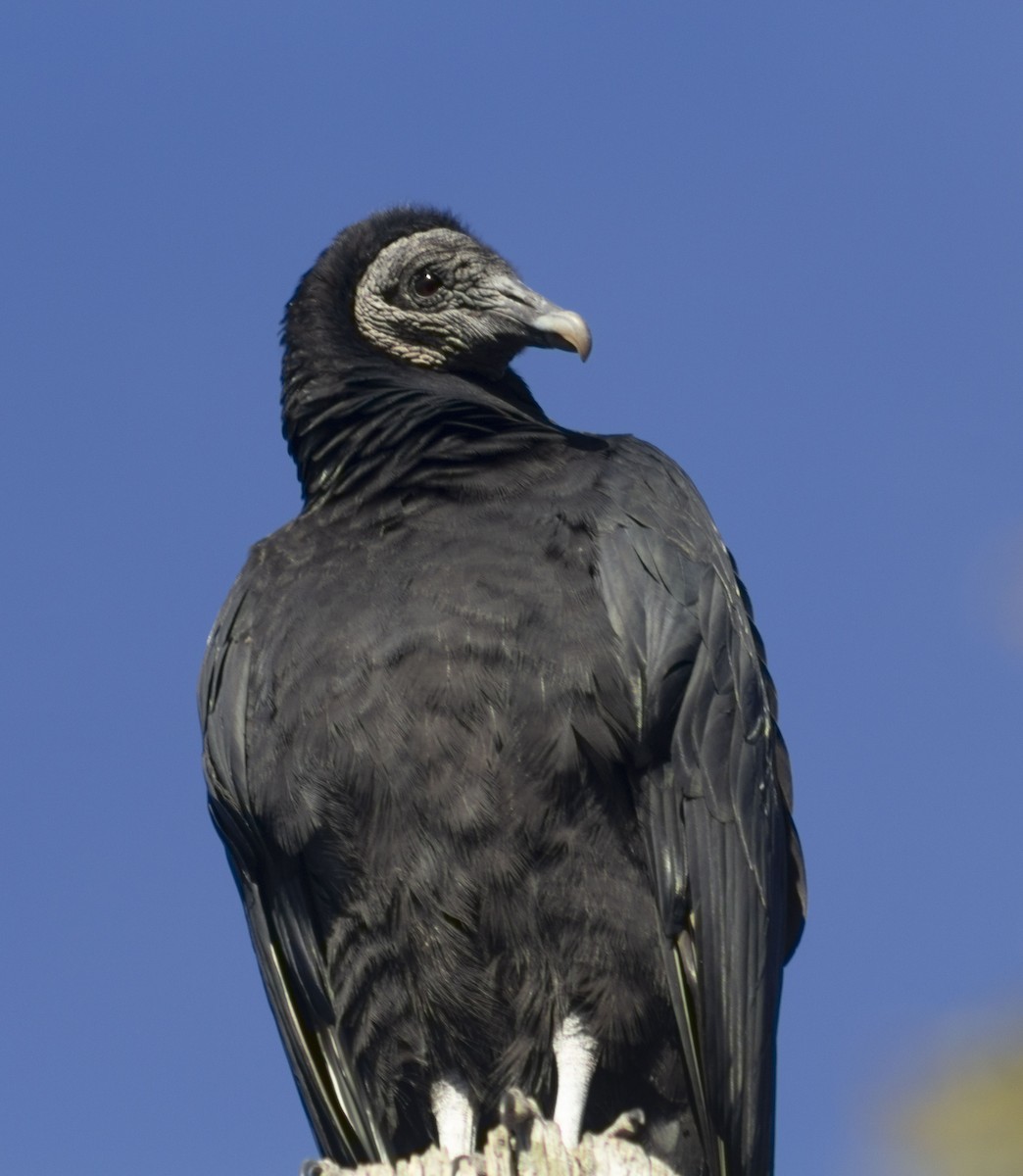 Black Vulture - ML407188961