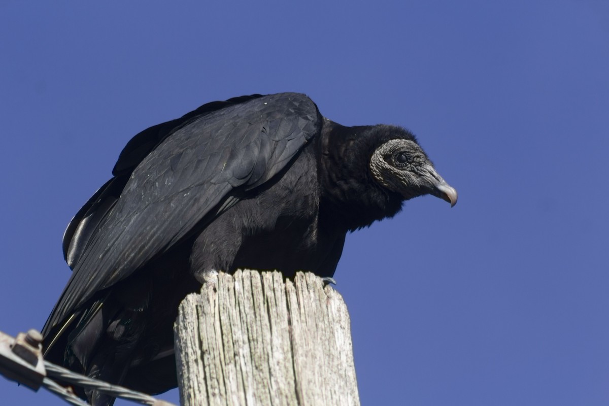 Black Vulture - ML407188971